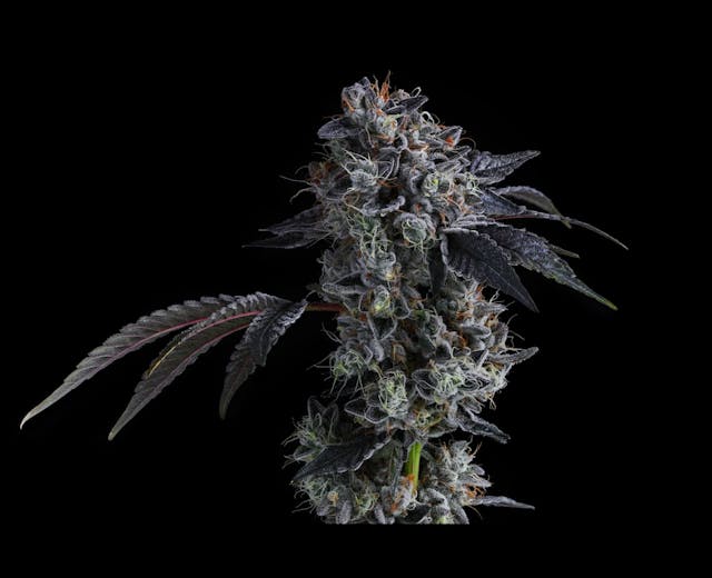 Kush Mints
